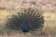 260IMG_7068