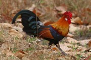 265IMG_6746