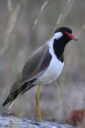 280IMG_8496