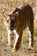310IMG_7803