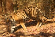 311IMG_8818