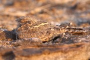345IMG_8443
