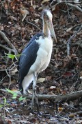 350IMG_7708