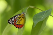 380IMG_8737