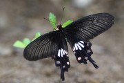380IMG_9153