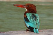 410IMG_9567