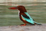 410IMG_9587