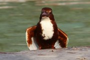 410IMG_9597