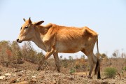 900IMG_7526