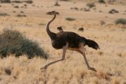 0IMG_9121