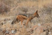 0IMG_9129