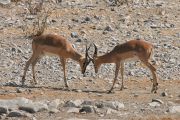 IMG_2739