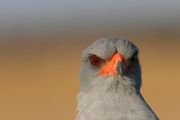 IMG_3052