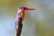 IMG_4422