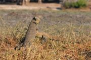 IMG_4803