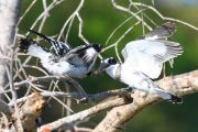 IMG_5897