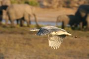 IMG_6453