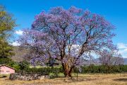 121IMG_9618