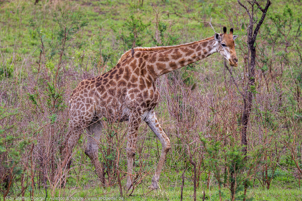 184IMG_7584