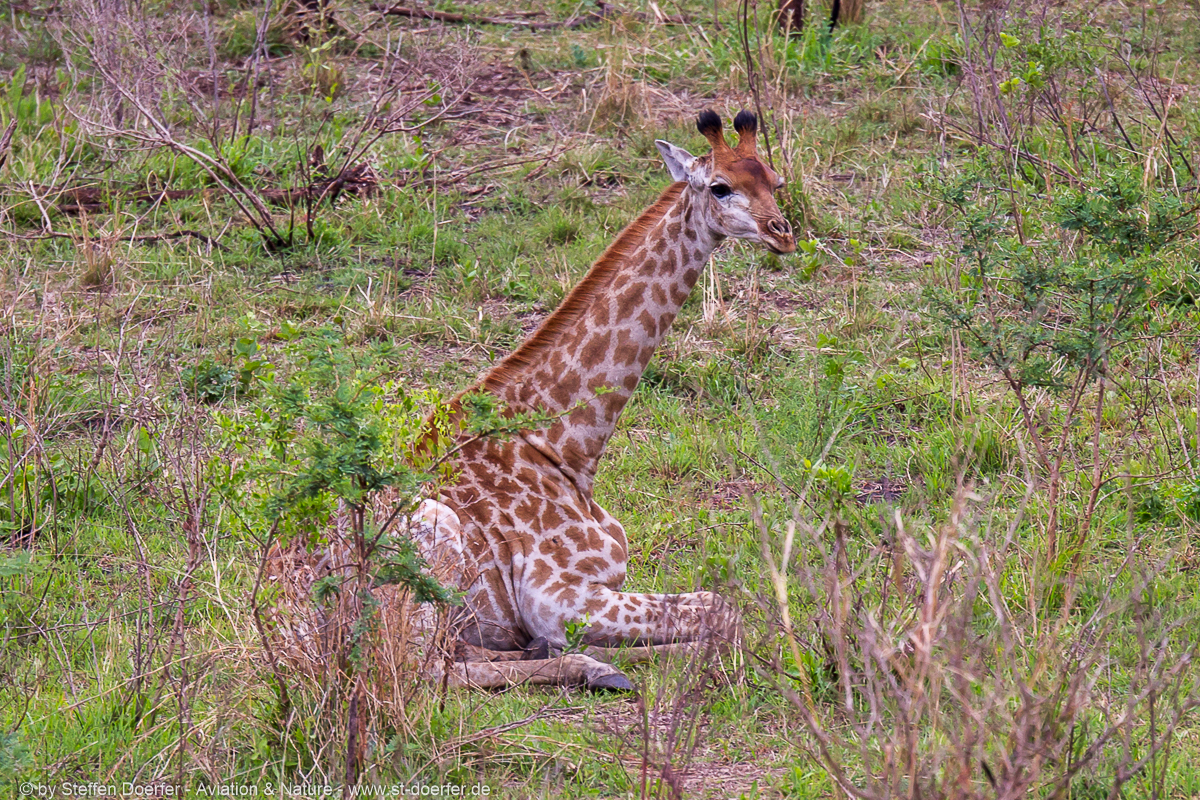 185IMG_7572