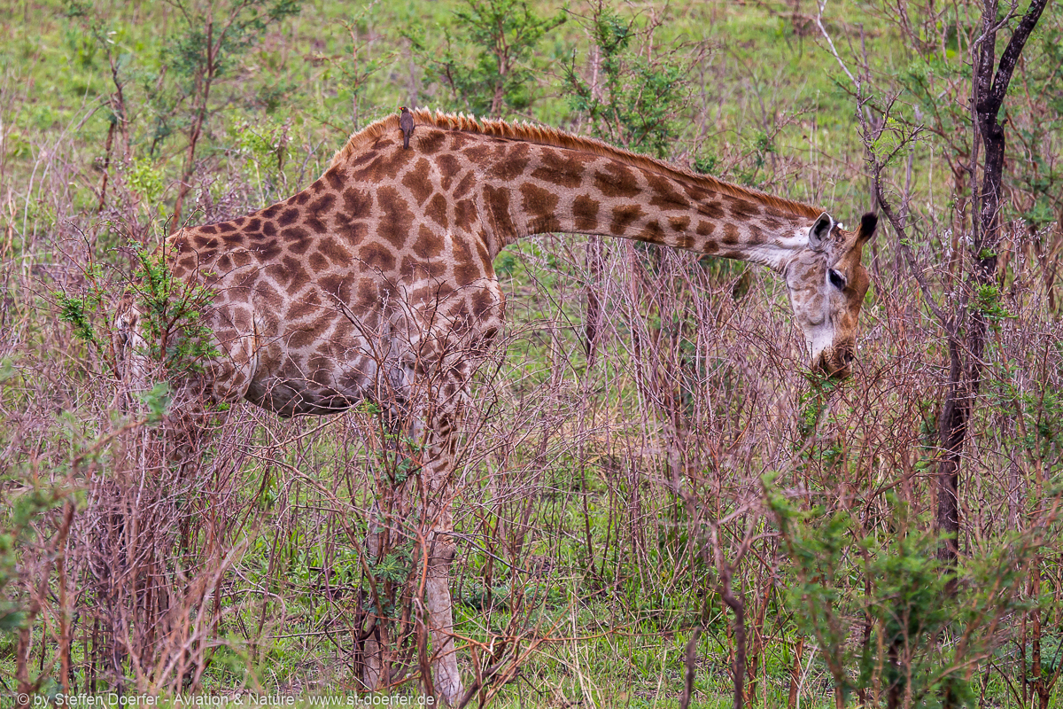 185IMG_7578