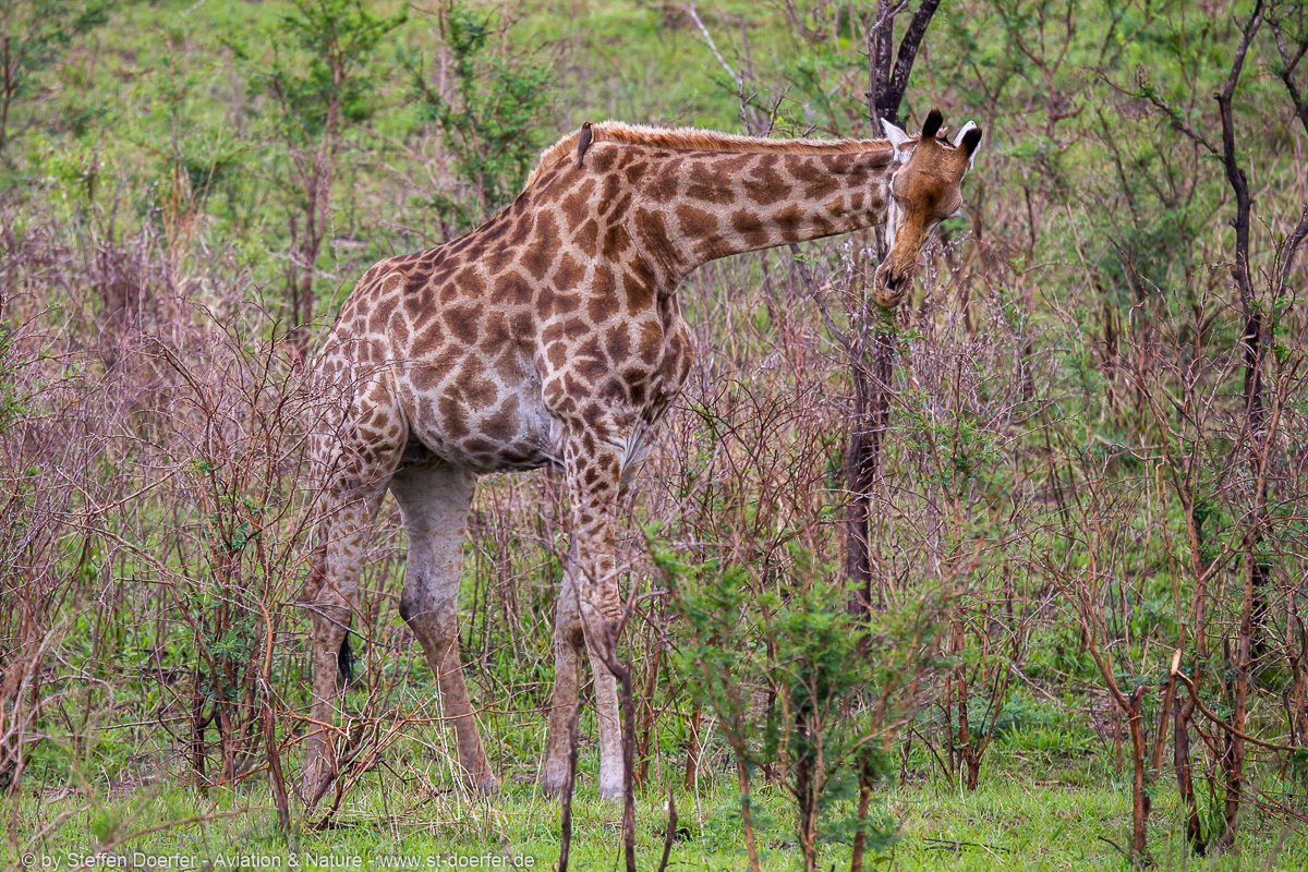 185IMG_7587