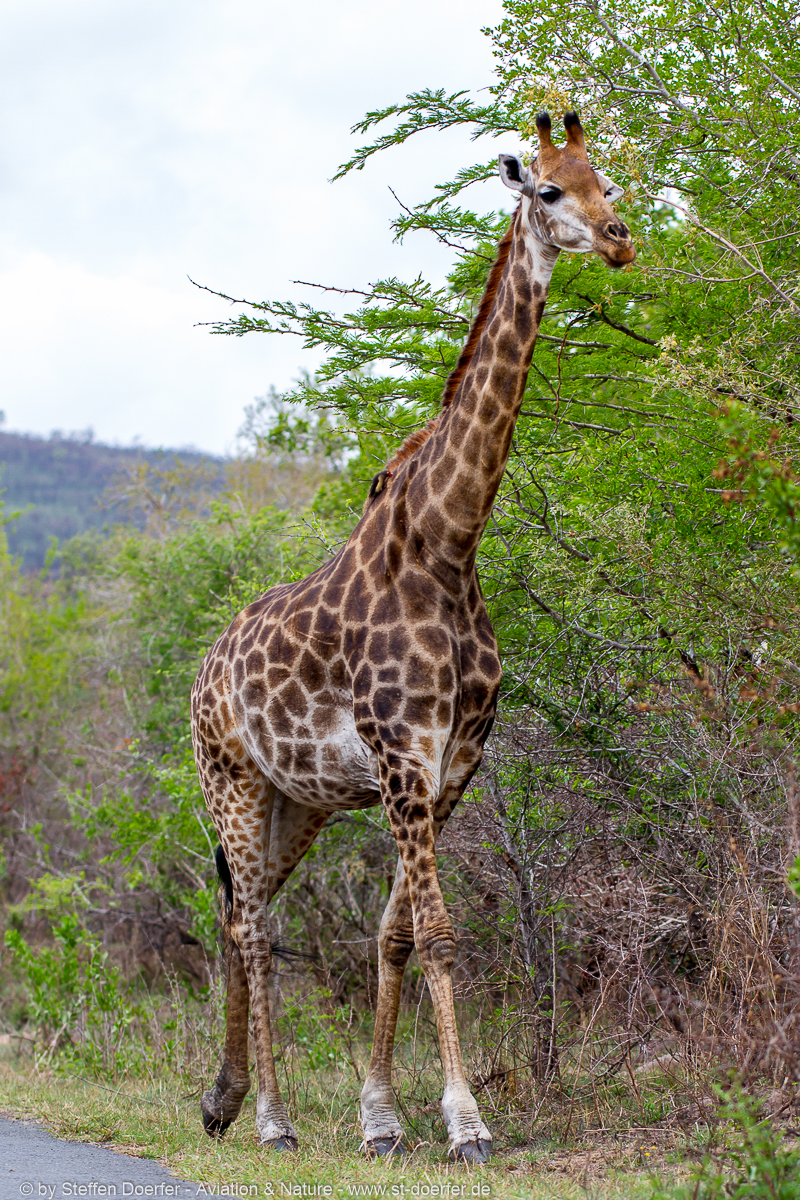 185IMG_7857