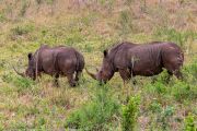 181IMG_0392