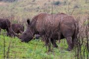 181IMG_7629