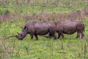 181IMG_7681