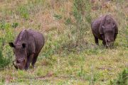 181IMG_7731