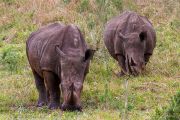 181IMG_7743