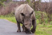 183IMG_7891