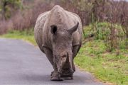 183IMG_7892
