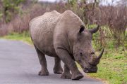 183IMG_7894
