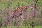 184IMG_7584