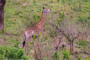 185IMG_7566