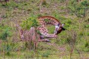 185IMG_7568