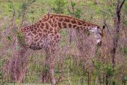 185IMG_7578