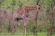 185IMG_7587