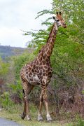 185IMG_7857