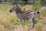 186IMG_0491