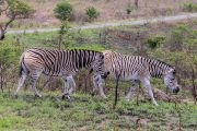 186IMG_0551