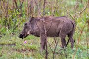 186IMG_7555