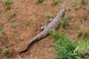 186IMG_7795