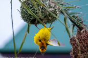 301IMG_8256