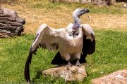342IMG_1779