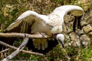 342IMG_8481