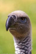 342IMG_8493