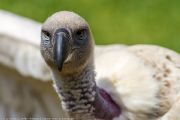 342IMG_8500